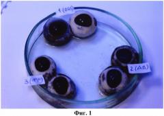 Способ консервации кадаверных свиных глаз для офтальмохирургического тренажера (патент 2581664)