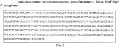 Рекомбинантная плазмидная днк ppa-oprfi, кодирующая гибридный рекомбинантный белок f-i наружной мембраны pseudomonas aeruginosa, штамм escherichia coli pa-oprfi-продуцент гибридного рекомбинантного белка f-i наружной мембраны pseudomonas aeruginosa и способ получения гибридного рекомбинантного белка f-i наружной мембраны pseudomonas aeruginosa (патент 2537006)