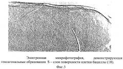 Способ трансдукции bacillus anthracis и близкородственных бацилл (патент 2287579)