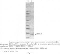 Олигонуклеотидные праймеры bmvat7-ch2s/bmvat7-ch2as для обнаружения фрагмента дифференциации вмаа0871 штаммов возбудителя сапа (патент 2478713)