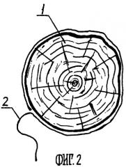Способ анализа комлевой части растущего дерева (патент 2254707)