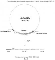 Способ получения l-аминокислоты, штамм escherichia coli tdh7 mlc::cat/pprt614-продуцент l-треонина (патент 2245919)