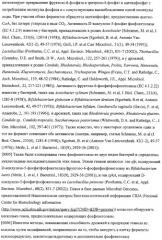 Использование фосфокетолазы для продукции полезных метаболитов (патент 2322496)