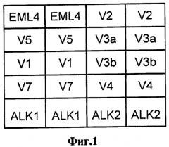 Способ анализа транслокаций eml4-alk, ассоциированных с чувствительностью рака легкого к противоопухолевой таргетной терапии (патент 2509153)