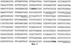 Рекомбинантная плазмидная днк pfgm17, кодирующая полипептид гранулоцитарно-макрофагального колониестимулирующего фактора человека, и штамм бактерий escherichia coli bl21(de3)/pfgm17 - продуцент полипептида гранулоцитарно-макрофагального колониестимулирующего фактора человека (патент 2271392)