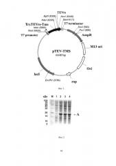 Штамм е. coli bl21(de3)/ptev-tms - продуцент гибридного белка trxtevrs-tms, предназначенного для протеолитического расщепления с образованием антиангиогенного пептида тумастина, производного фрагмента [l69k-95] тумстатина человека, и способ получения рекомбинантного антиангиогенного пептида (патент 2625008)