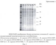 Мутантный штамм burkholderia cepacia km196, дефектный по продукции порина opcp1, для исследования молекулярных механизмов множественной резистентности к антибиотикам у патогенных буркхольдерий (патент 2458117)