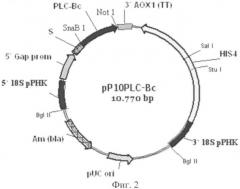 Рекомбинантная плазмида для экспрессии в дрожжах pichia pastoris гена фосфолипазы, штамм дрожжей pichia pastoris - продуцент фосфолипазы (патент 2409671)