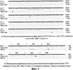 Штамм virus hepatitis a hominis для приготовления вакцинных и диагностических препаратов (патент 2306336)