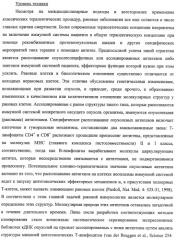 Идентификация опухолевых антигенов для диагностики и терапии (патент 2485974)