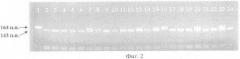 Способ идентификации полиморфизма r287q в 8 экзоне гена цитозольной эпоксидгидролазы у человека (патент 2346053)