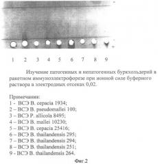 Способ дифференцирования патогенных от непатогенных буркхольдерий (патент 2378360)