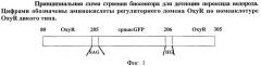 Биосенсор для детекции пероксида водорода в живых клетках, обладающий повышенной устойчивостью к изменениям ph (патент 2434943)