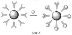 Способ иммобилизации биомолекул на поверхности магнитоуправляемых наночастиц железа покрытых углеродной оболочкой (патент 2515197)