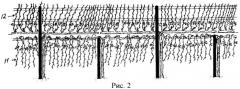 Способ формирования виноградных кустов (патент 2478279)