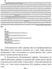 Способ определения ботулинического нейротоксина типа а на основе иммунодетекции, сопряженной с полимеразной цепной реакцией (патент 2549463)