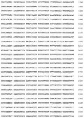 Транскрипционная регуляторная днк гена хомяка ef-1 (патент 2249617)