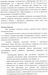 Способ конструирования оперонов, содержащих трансляционно сопряженные гены (патент 2411292)