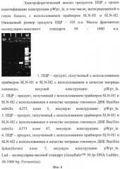 Интегративная генетическая конструкция pwpr-le (патент 2539768)