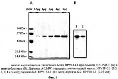 Рекомбинантный штамм дрожжей hansenula polymorpha - продуцент главного капсидного белка l1 вируса папилломы человека типа 18 (патент 2546242)