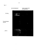 Кремниевый золь и клеточный комплекс, ткань и/или орган с волокнистой матрицей из поликремниевой кислоты (патент 2602620)