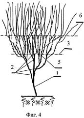 Способ формирования кроны плодовых деревьев и ягодных культур (патент 2486746)