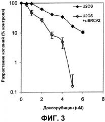 Способы применения sns-595 для лечения субъектов с онкологическими заболеваниями, имеющих сниженную активность brca2 (патент 2558835)