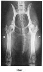 Способ лечения дисплазии тазобедренного сустава у мелких домашних животных (патент 2427347)