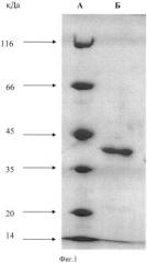 Рекомбинантная двухдоменная лакказа бактерии streptomyces griseoflavus ac-993, обладающая высокой термостабильностью и щелочным оптимумом pн окисления фенольных соединений; фрагмент днк, кодирующий двухдоменную лакказу бактерии streptomyces griseoflavus ac-993; способ получения двухдоменной лакказы бактерии streptomyces griseoflavus ac-993 (патент 2539780)