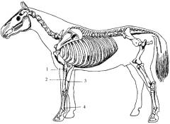 Способ определения функционального состояния меридиана сердца лошади (патент 2411925)