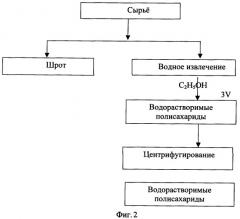 Способ получения водорастворимых полисахаридов из scorzonera hispanica l. (патент 2393869)