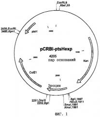Полинуклеотид, содержащий нуклеотидную последовательность, кодирующую компонент н системы фосфотрансферазы, плазмидный вектор, способ ферментативного получения l-аминокислот, штамм бактерий и полинуклеотид, предназначенный для получения полинуклеотидов, кодирующих продукт гена ptsh (патент 2268938)