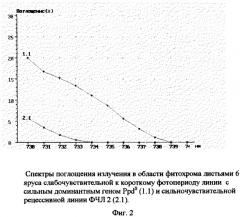 Способ определения у длиннодневных злаковых растений форм различной скороспелости и фотопериодической чувствительности (патент 2300193)