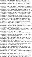 Тест-система для днк-идентификации индивида, основанная на полиморфных маркерах х-хромосомы (патент 2639499)