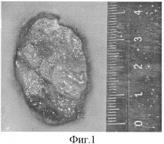 Способ моделирования инфицированной раны мягких тканей (патент 2321898)