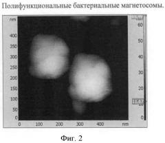 Способ получения полифункциональных магнитных наночастиц на основе магнетосом бактериального происхождения (патент 2523583)