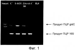 Реутерин-вырабатывающие lactobacillus brevis (патент 2577994)