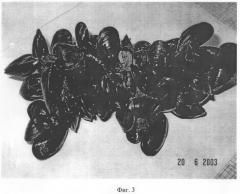 Способ культивирования двустворчатого моллюска мидии в бикультуре в прибрежной зоне северных морей (патент 2294634)