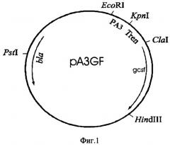 Рекомбинантная плазмидная днк pa3gf, кодирующая полипептид гранулоцитарного колониестимулирующего фактора человека, и штамм бактерий escherichia coli - продуцент полипептида гранулоцитарного колониестимулирующего фактора человека (патент 2326169)