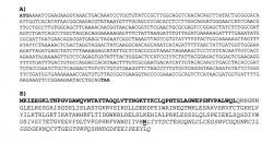 Рекомбинантная плазмидная днк per-hir, кодирующая гибридный белок, способный к автокаталитическому расщеплению с образованием [leu1, thr2]-63-десульфатогирудина, штамм escherichia coli er2566/per-hir-продуцент указанного белка и способ получения генно-инженерного [leu1, thr2]-63-десульфатогирудина (патент 2435858)