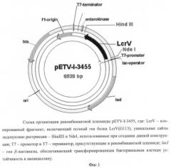 Нуклеотидная последовательность, кодирующая иммуногенный полипептид lcrv(g113), вызывающий защитный иммунный ответ против yersinia pestis; рекомбинантная плазмидная днк petv-i-3455, кодирующая иммуногенный полипептид lcrv(g113); рекомбинантный штамм escherichia coli bl21(de3)/petv-i-3455 - продуцент иммуногенного полипептида lcrv(g113); полипептид lcrv(g113) и способ его получения (патент 2439155)