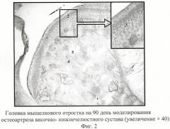 Способ моделирования остеоартроза височно-нижнечелюстного сустава (патент 2463669)