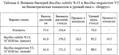 Штамм бактерий bacillus megaterium v3 в качестве средства для ускорения роста и увеличения продуктивности винограда, зерновых, овощных и древесных культур (патент 2649359)