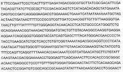 Транссиалидазы из trypanosoma congolense (патент 2393222)