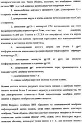 Иммуногенная композиция и способ разработки вакцины, основанной на участках матричного белка вич (патент 2403915)