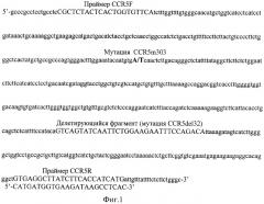 Способ одновременного определения мутаций ccr5de132 и ccr5m303 в гене ccr5 человека, обуславливающих генетическую устойчивость обследуемых к инфицированию вирусом иммунодефицита человека первого типа (вич1) (патент 2249619)