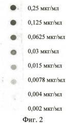 Штамм гибридных клеток животных mus musculus 10g4 - продуцент моноклональных антител, специфичных к капсульному fl антигену yersinia pestis (патент 2460787)