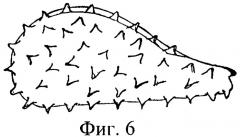 Способ разделения семян эспарцета и чернокорня (патент 2316936)