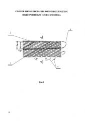 Способ биомелиорации богарных земель с подпочвенным слоем солонца (патент 2589224)