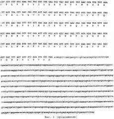 Штамм penicillium funiculosum, продуцирующиий комплекс ферментов - целлюлазу, эндо-1,4--ксиланазу, целлобиогидролазу, -глюкозидазу, эндо-1,3(4)- -глюканазу, ферулоил-эстеразу, жидкая кормовая добавка и сухой корм для сельскохозяйственных животных (патент 2261910)